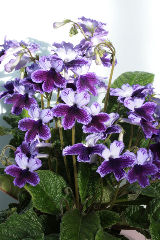 Streptocarpus Katie - Dibleys