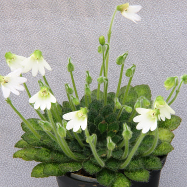 Petrocosmea Keystone's Bantam