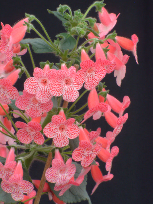 Kohleria Sunshine - Dibleys