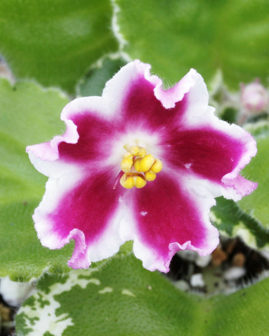 LE-Karusel - Dibleys