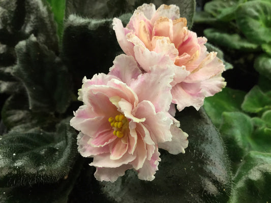 Saintpaulia LE-Sashen'ka