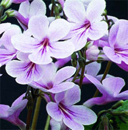 Streptocarpus Laura - Dibleys