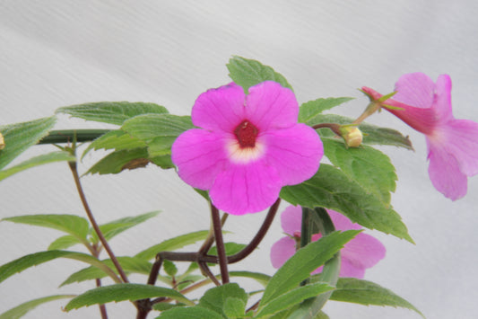 Achimenes Lavender Fancy - Dibleys