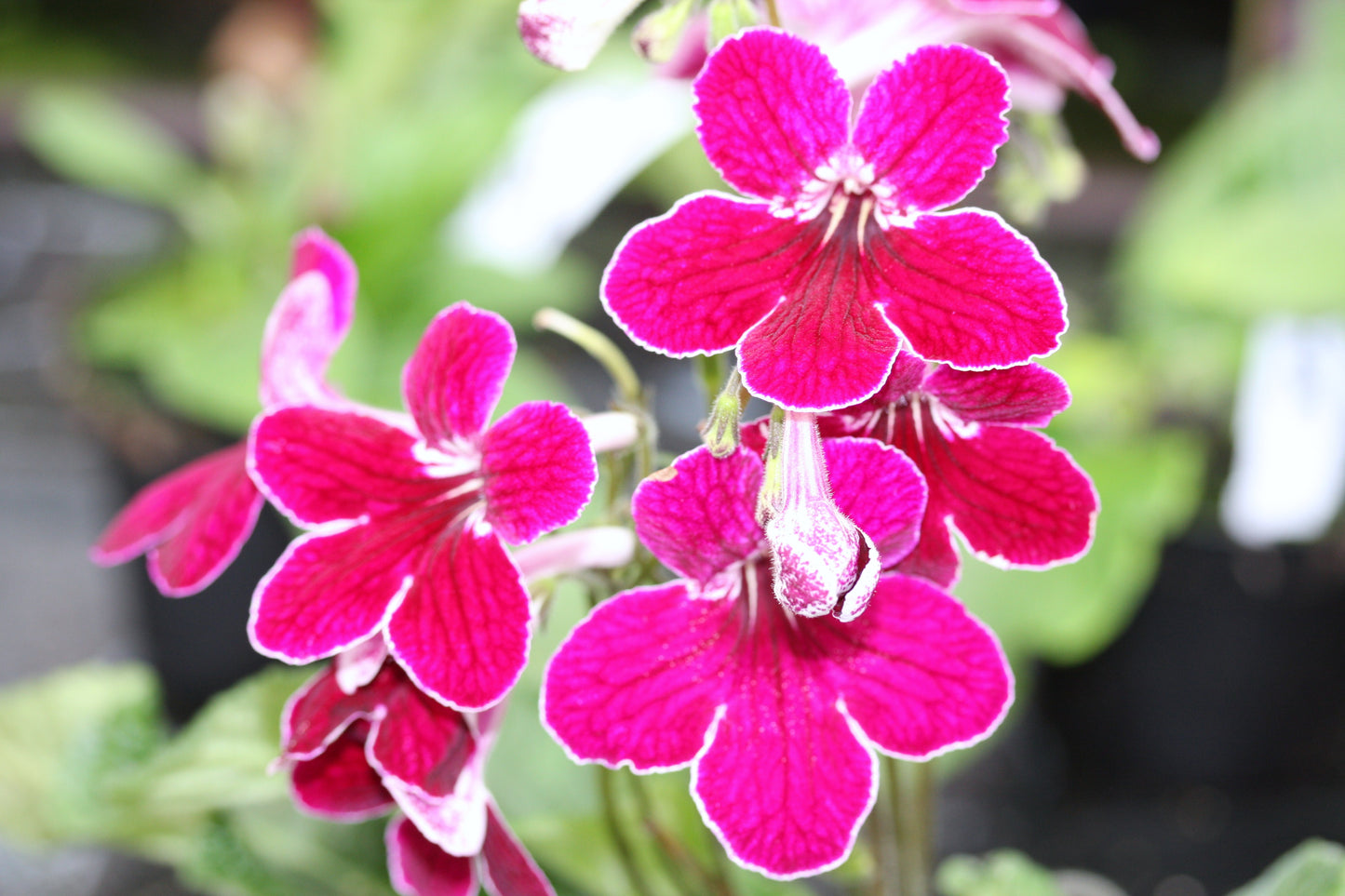 Streptocarpus Leah - Dibleys