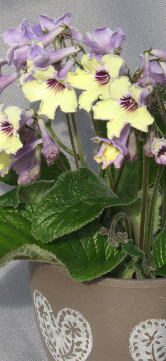 Streptocarpus Lemon Sorbet - Dibleys