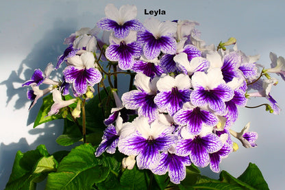 Streptocarpus Fleischle Collection A & B - Dibleys