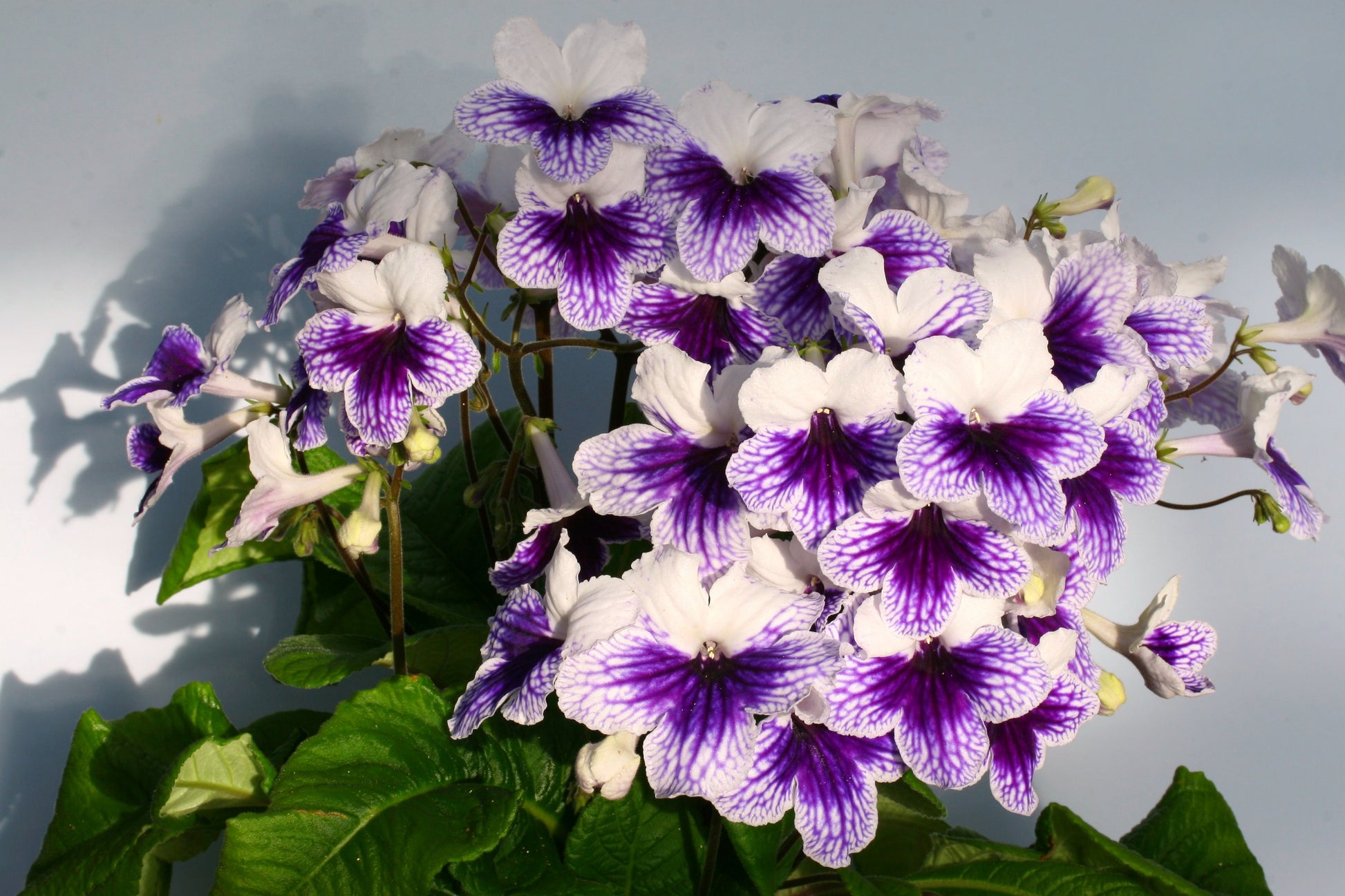 Streptocarpus Fleischle Collection B - Dibleys