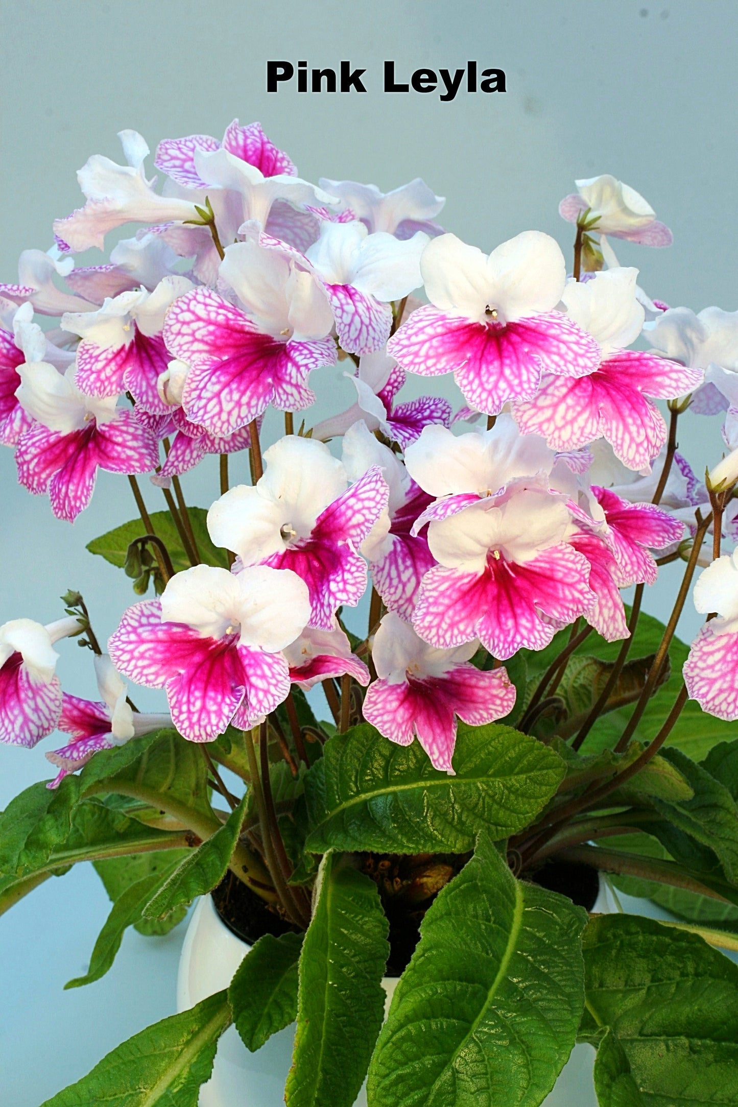 Streptocarpus Fleischle Collection A & B - Dibleys