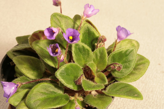 Lilla Blaklockan - Dibleys