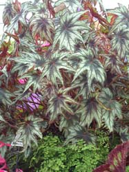 Begonia Little Brother Montgomery