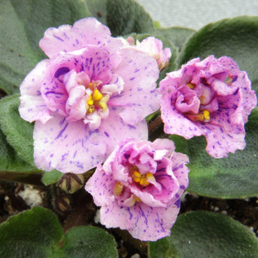 Saintpaulia Little Chatterbox