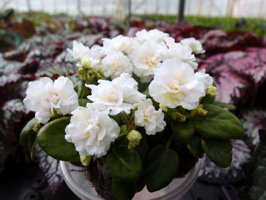 Saintpaulia Lollipop - Dibleys