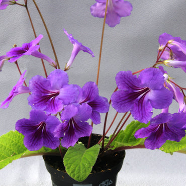 Streptocarpus Louise