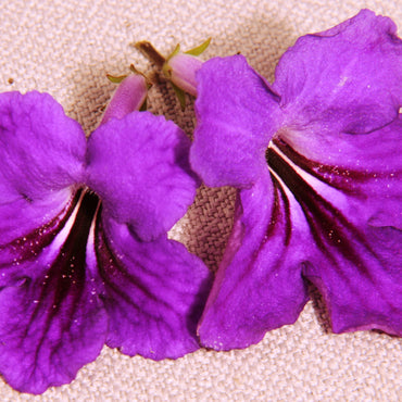 Streptocarpus Louise
