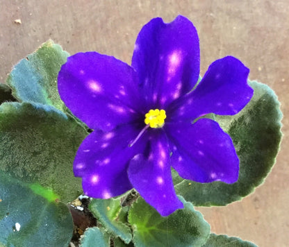 Love Spots - Dibleys