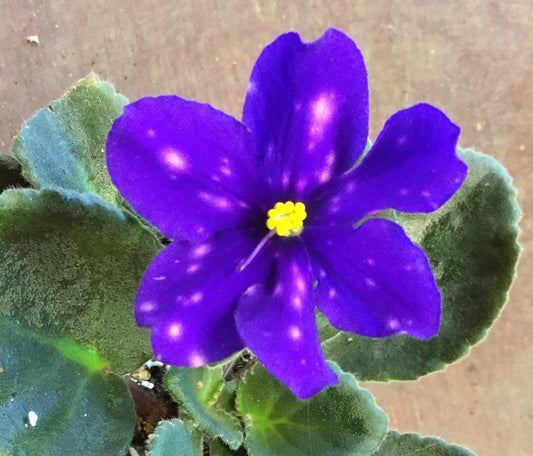 Love Spots - Dibleys