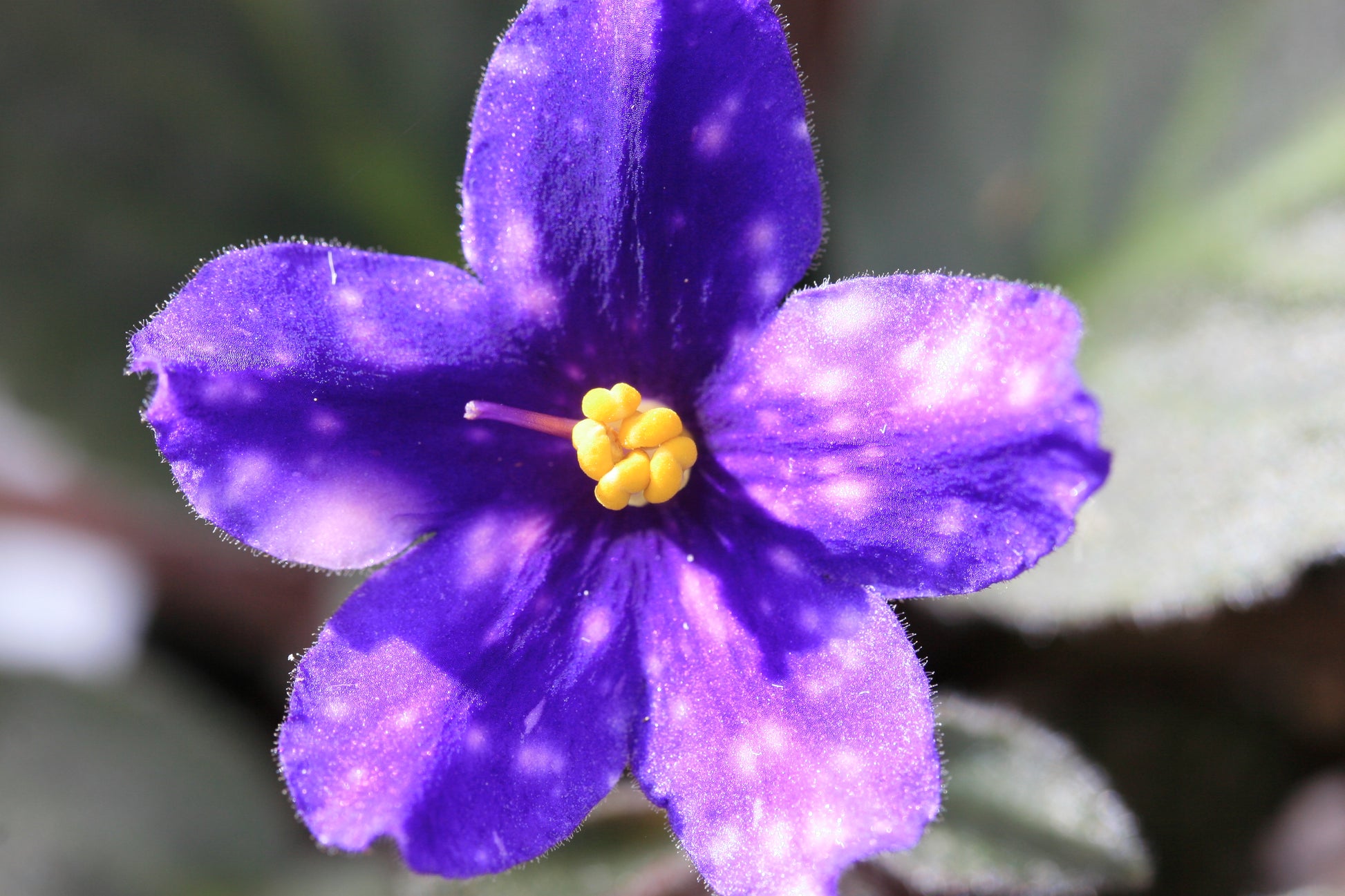 Love Spots - Dibleys