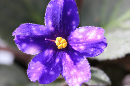 Love Spots - Dibleys