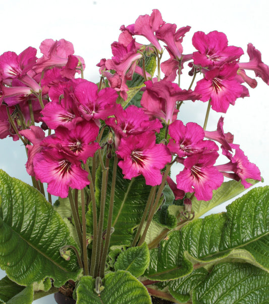 Streptocarpus Lucy - Dibleys