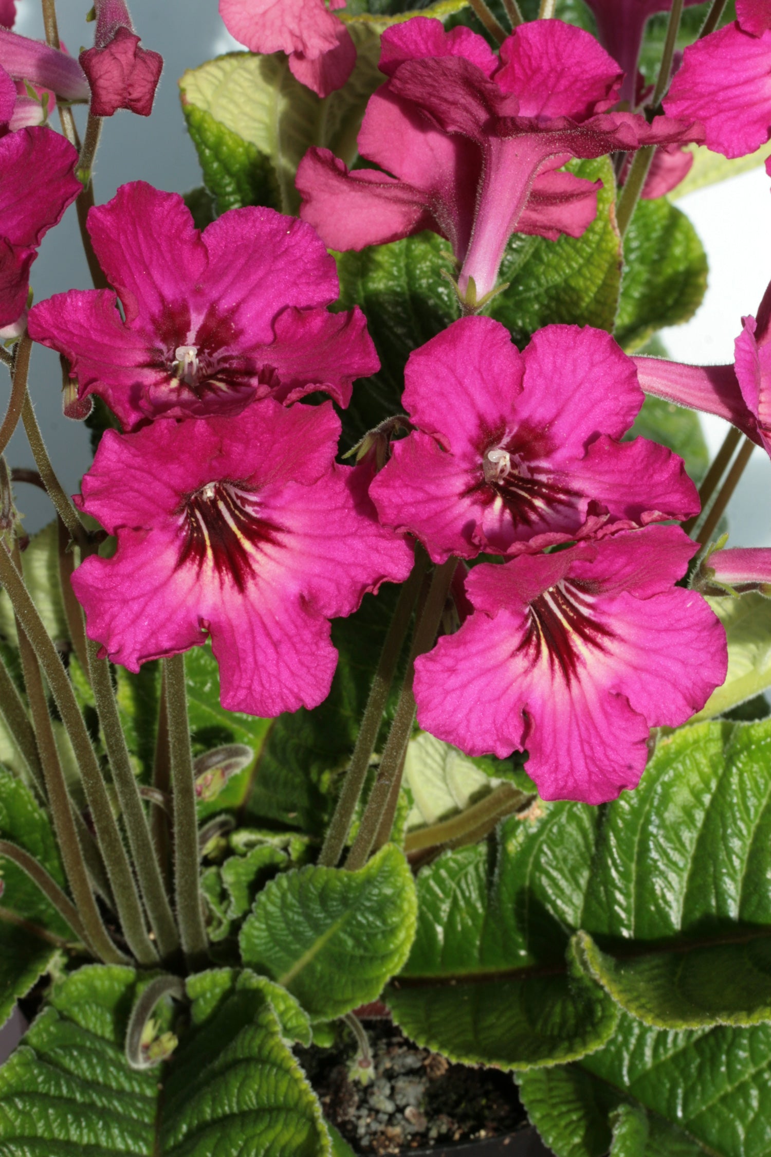 Streptocarpus Lucy - Dibleys