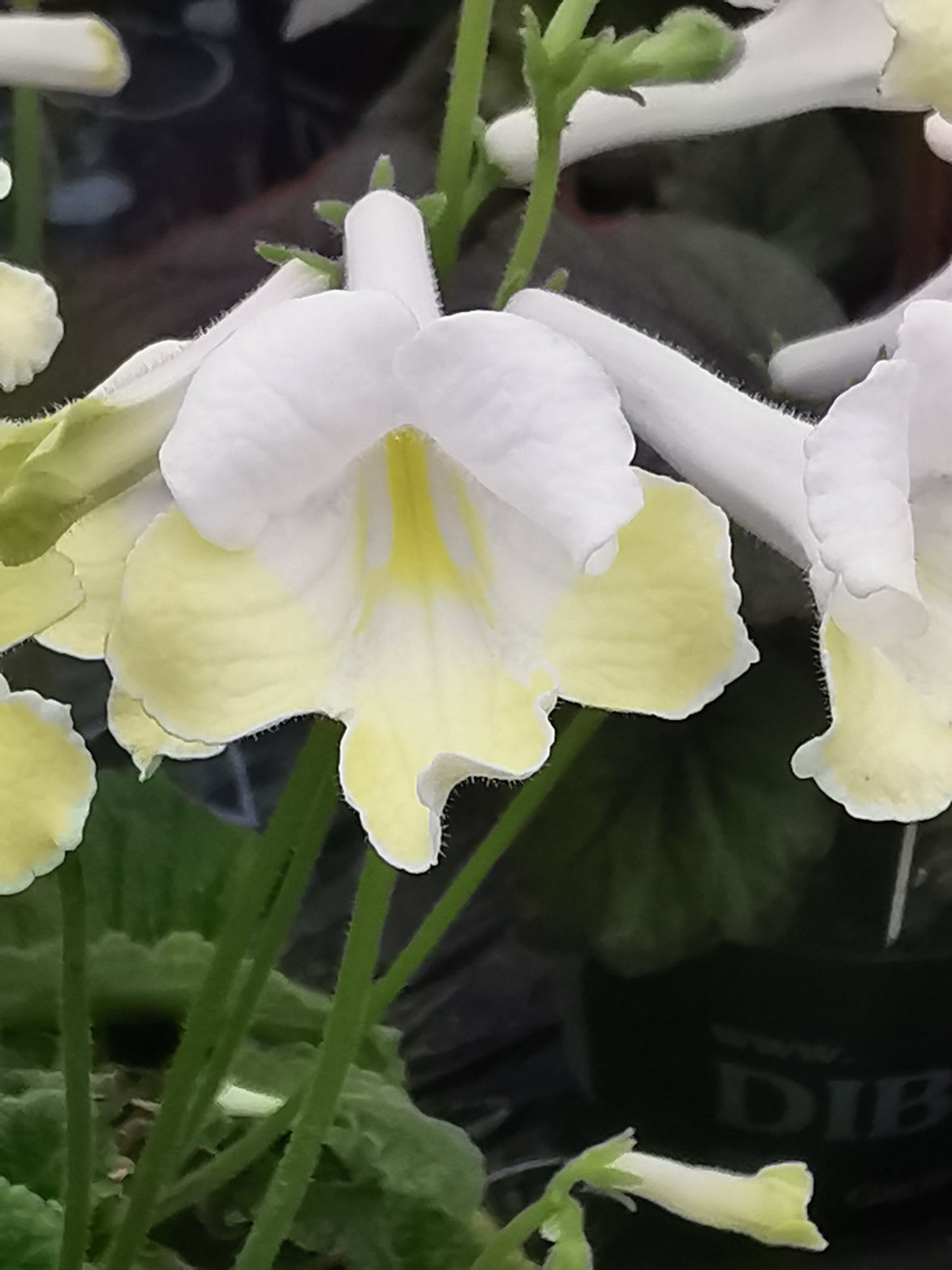 Streptocarpus Luna