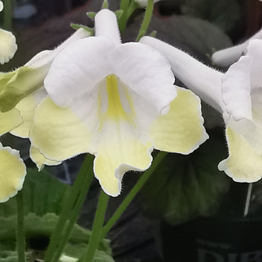 Streptocarpus Luna