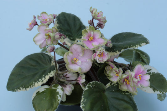 Ma's Easter Parade - Dibleys