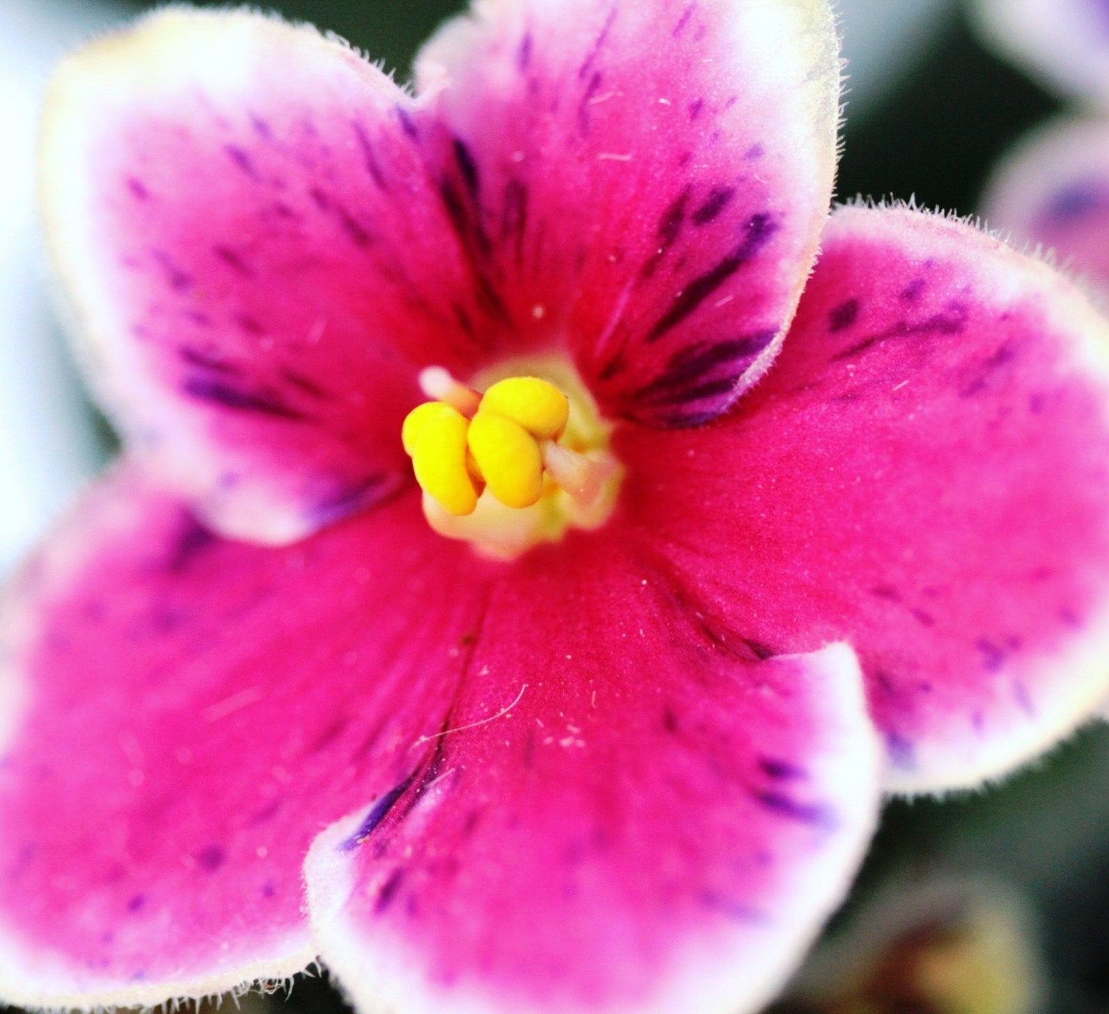 Mac's Carnival Clown - Dibleys