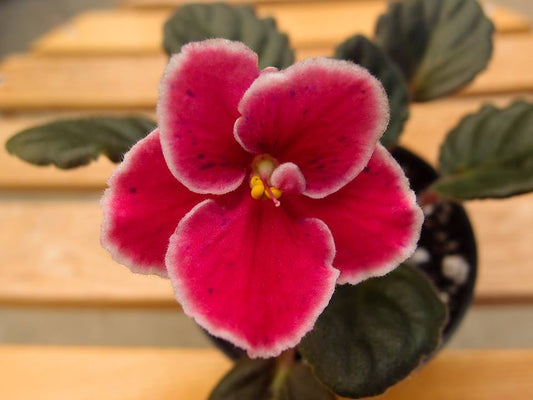 Mac's Carnival Clown - Dibleys