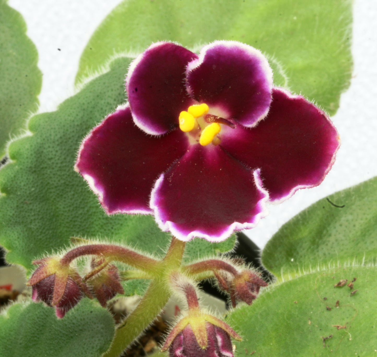 Saintpaulia Mac's Glacial Grape - Dibleys