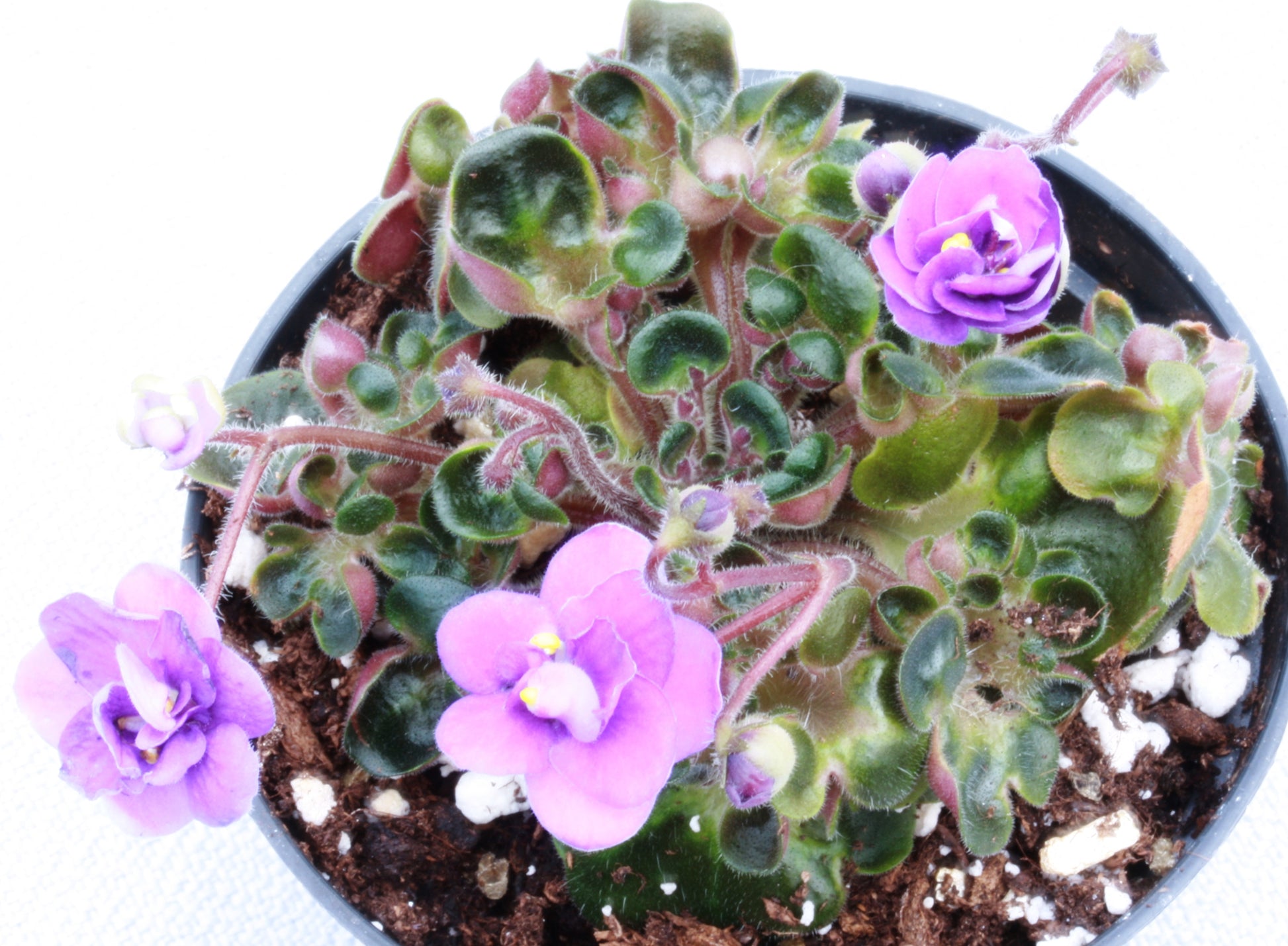 Mac's Pizza Pizzicato - Dibleys