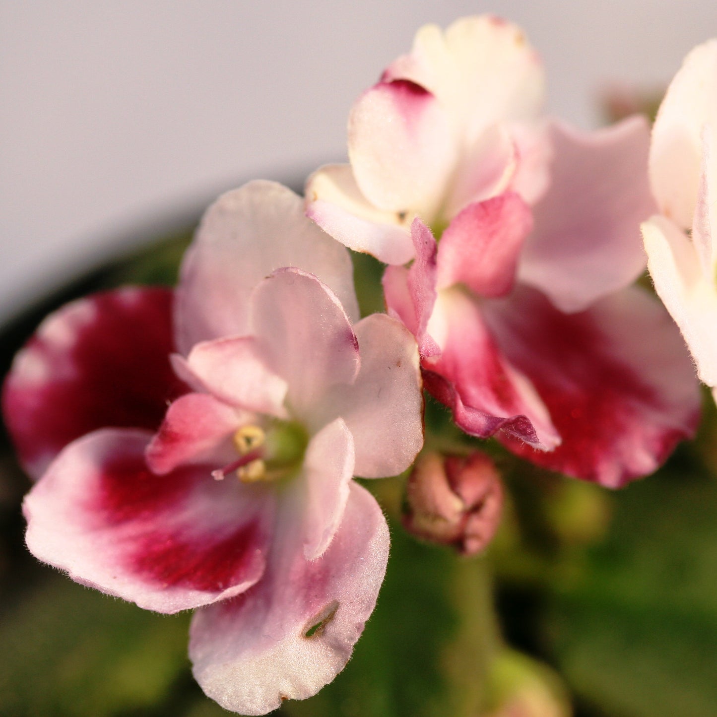 Mac's Southern Springtime - Dibleys