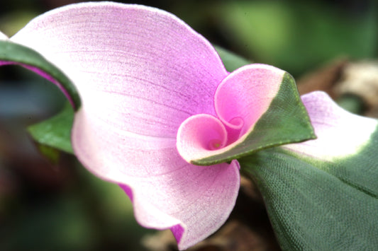 fluminensis 'Maidens Blush' - Dibleys