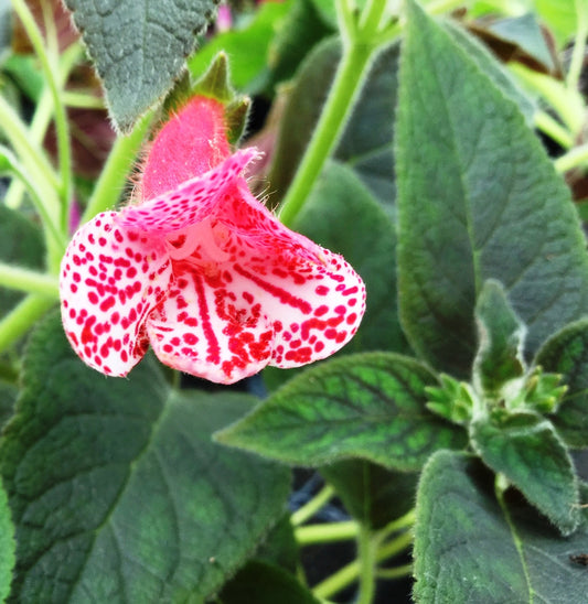 Kohleria Marquise De Sade