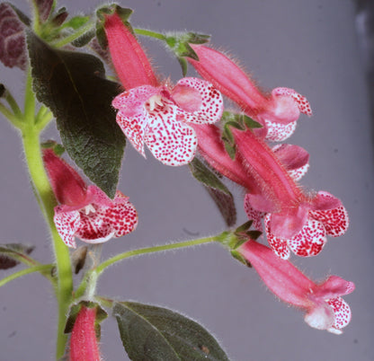 Kohleria Marquise De Sade