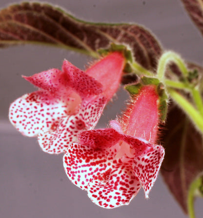 Kohleria Marquise De Sade