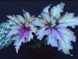 Begonia Martin Johnson