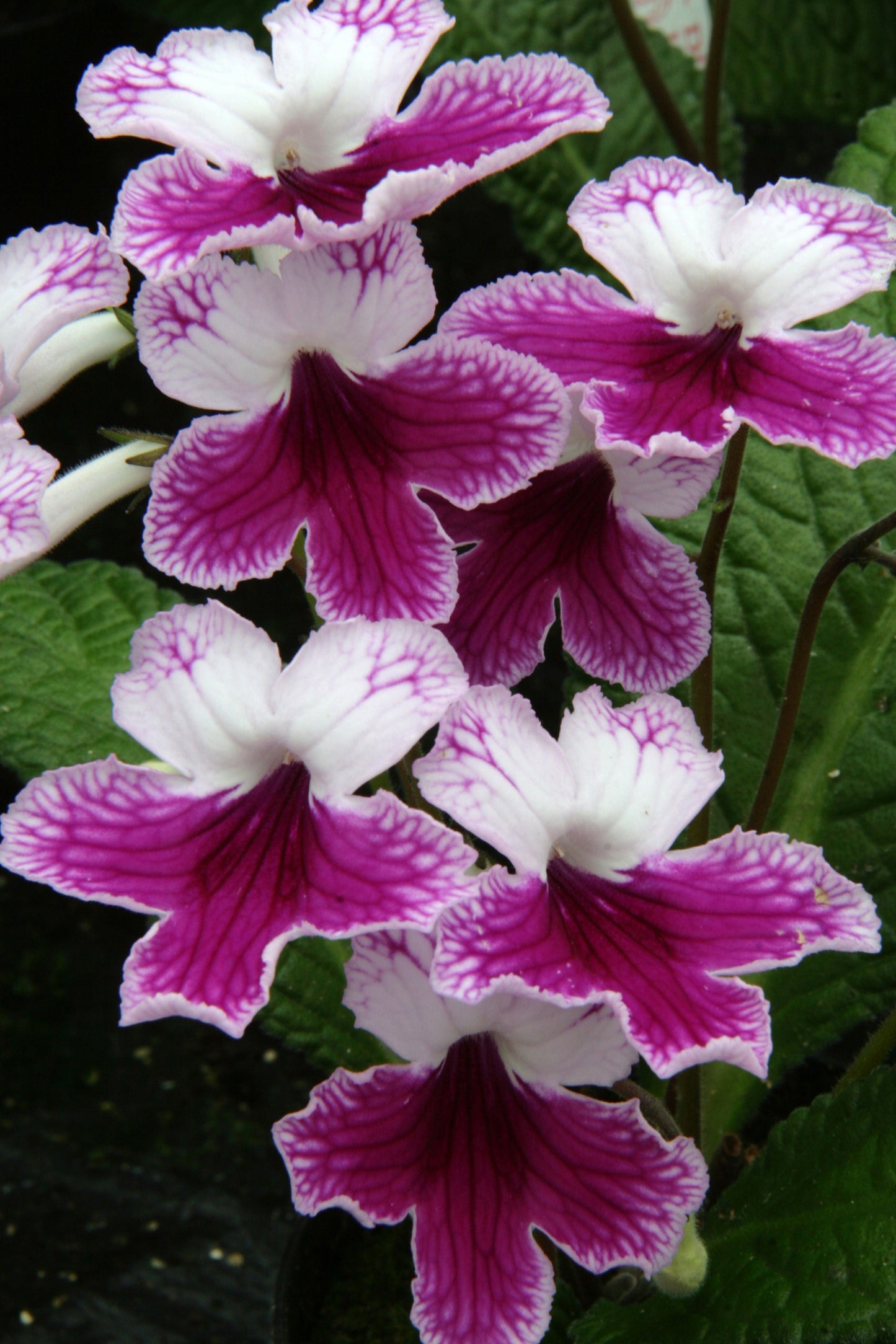 Streptocarpus Matilda - Dibleys