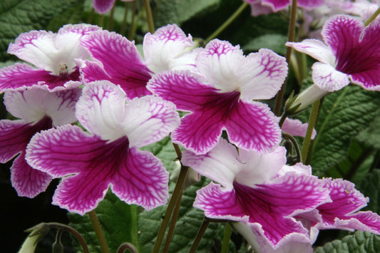 Streptocarpus Matilda - Dibleys