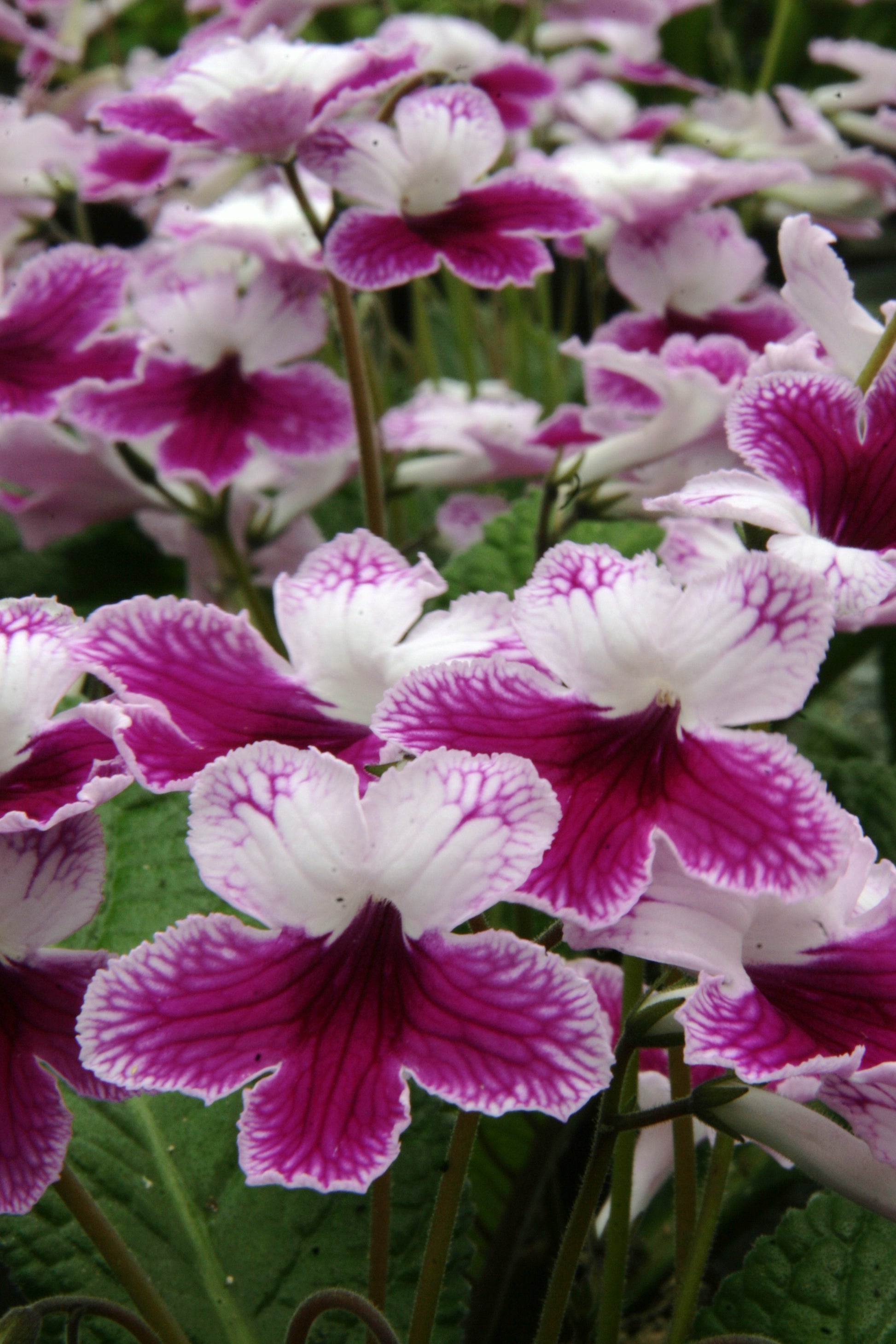 A Collection of Streptocarpus (our selection) - Dibleys
