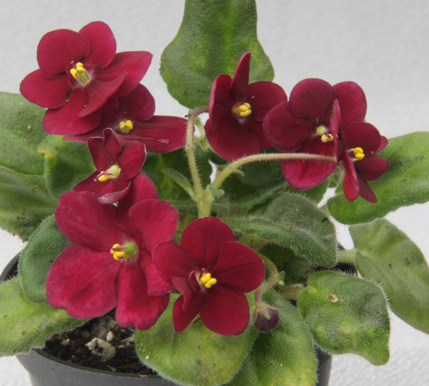 Saintpaulia Mac's Black Jack - Dibleys