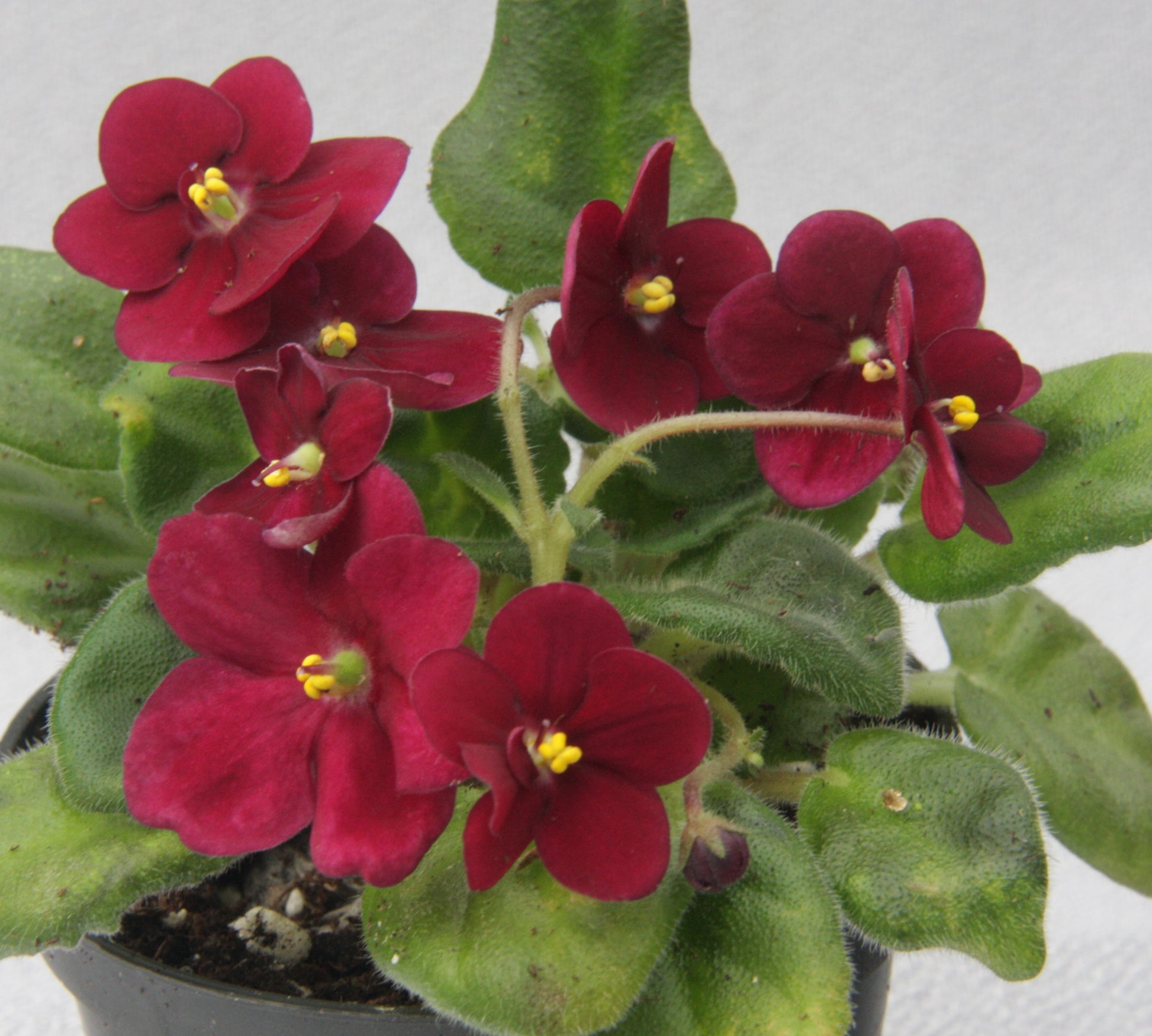Saintpaulia Mac's Black Jack - Dibleys