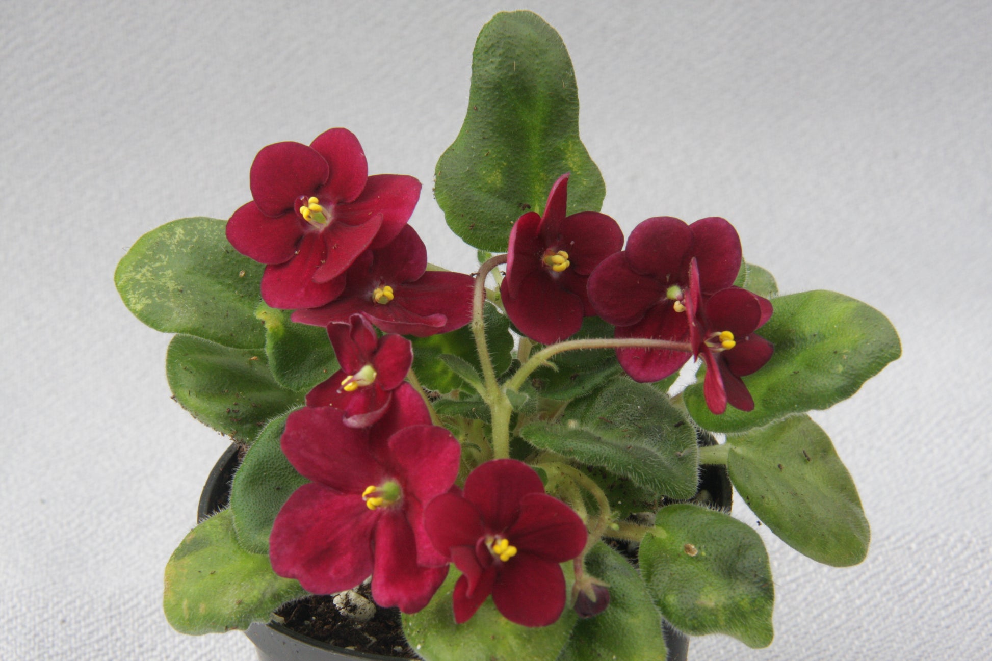 Saintpaulia Mac's Black Jack - Dibleys