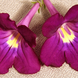 Streptocarpus Megan