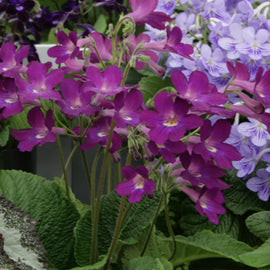 Streptocarpus Megan