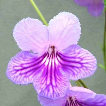 Streptocarpus Melanie