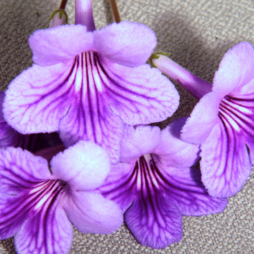Streptocarpus Melanie
