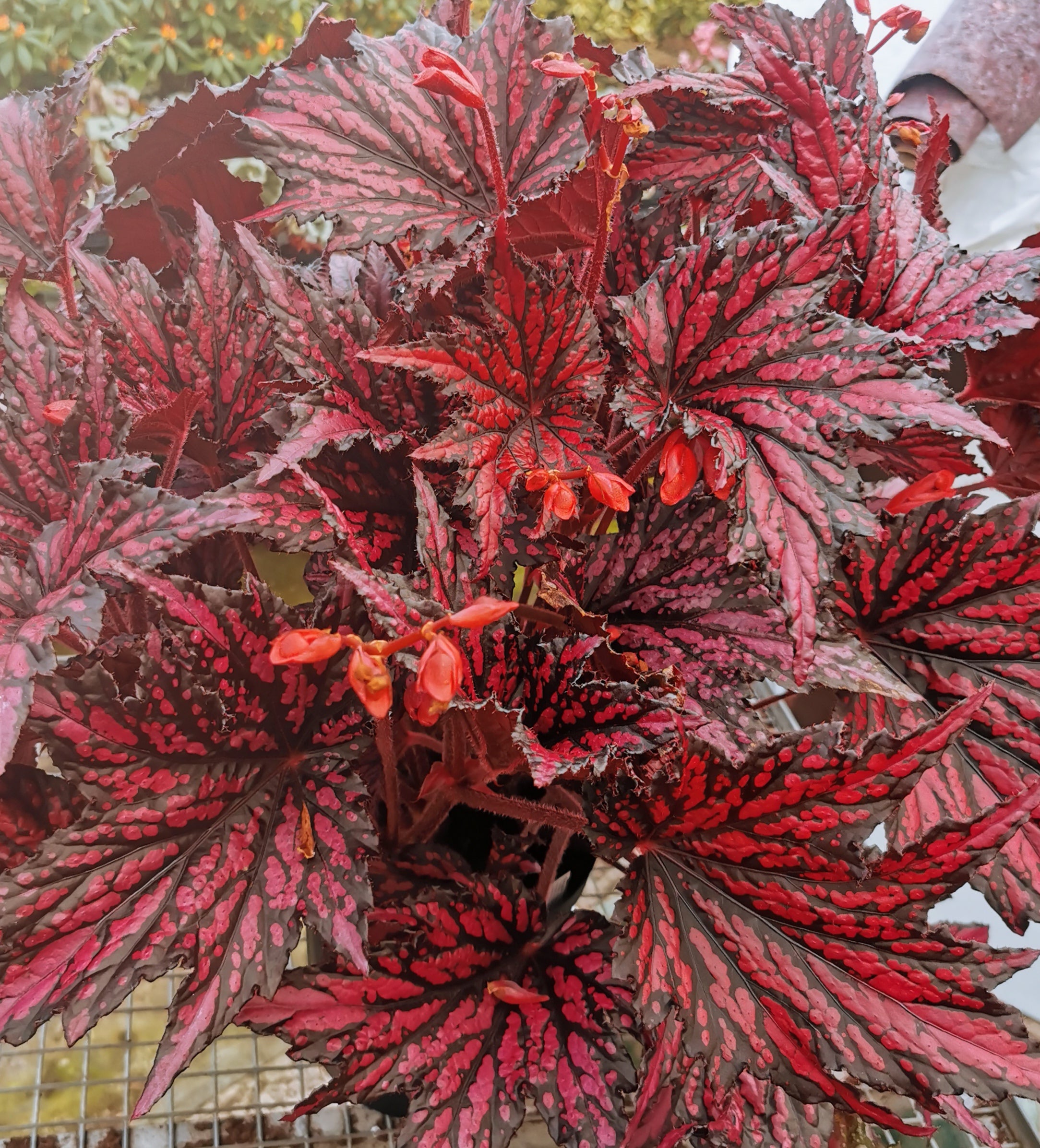 Begonia Merrymaker – Dibleys