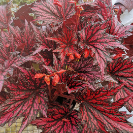 Begonia Merrymaker