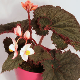 Begonia Midnight Magic